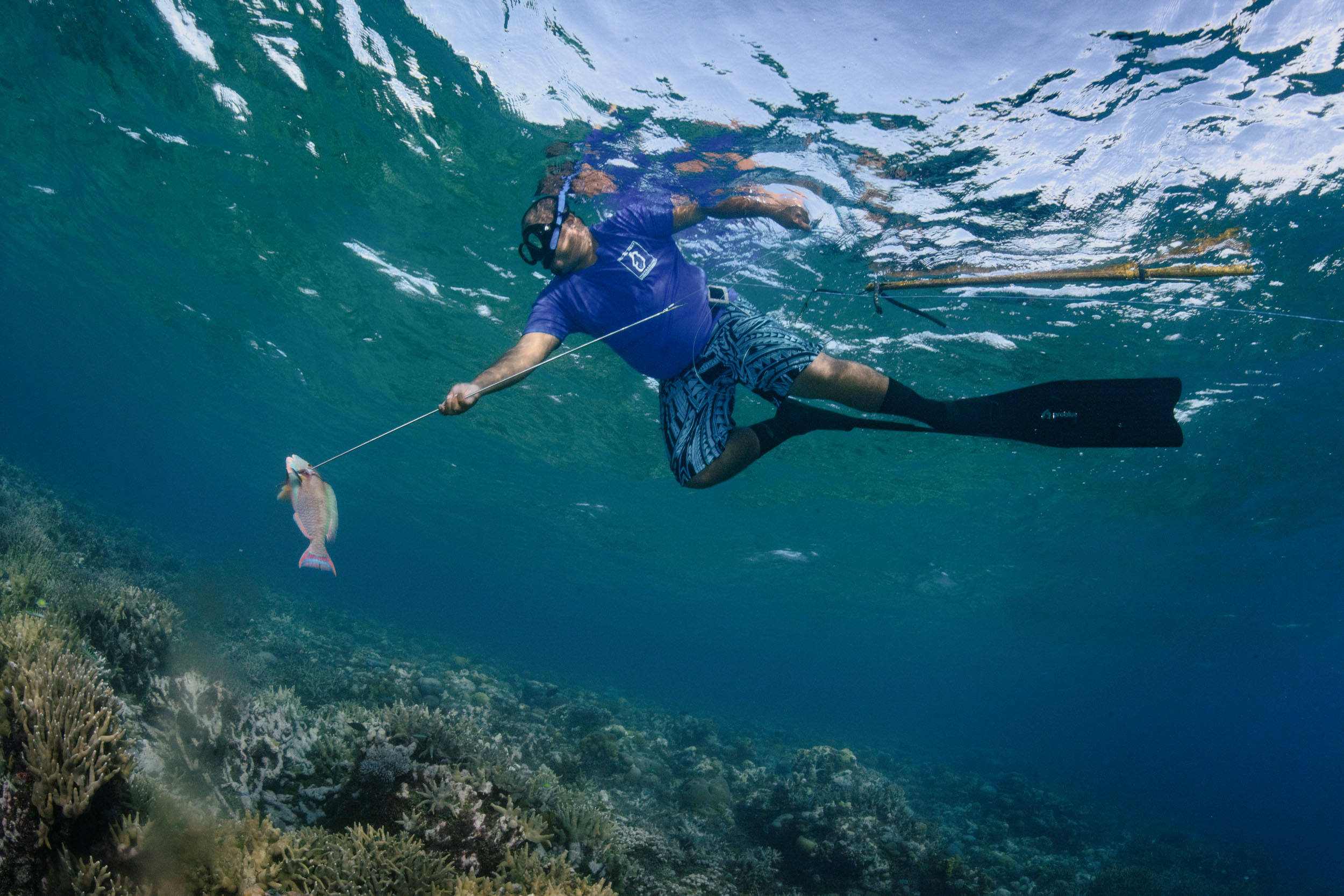 Brian Fidiiy, a Helen Reef ranger, spearfishes in the shallow Helen Reef lagoon, a coral atoll.